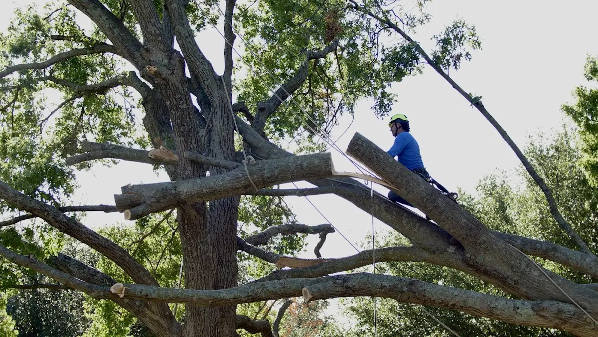 Professional Crown Thinning performed by certified arborists in Oakdale