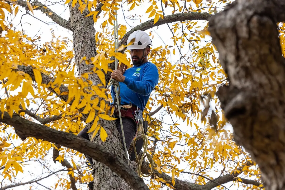 Skilled Tree Pruning crew working in Oakdale